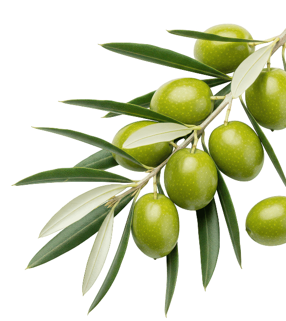 Tienda Online Exclusiva de Aceites de Oliva Virgen Extra de Cosecha Temprana